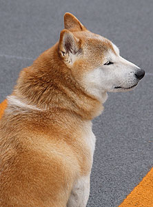 お年寄りのワンちゃんがかかりやすい病気について