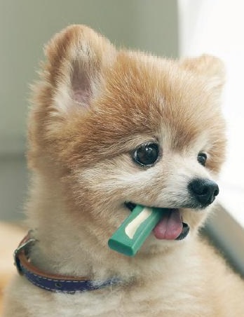 歯磨きガム犬
