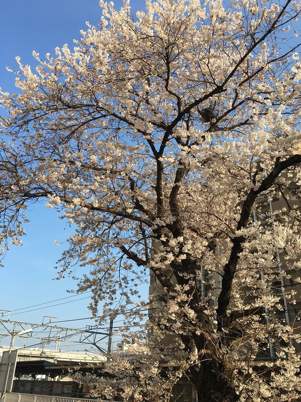 桜①