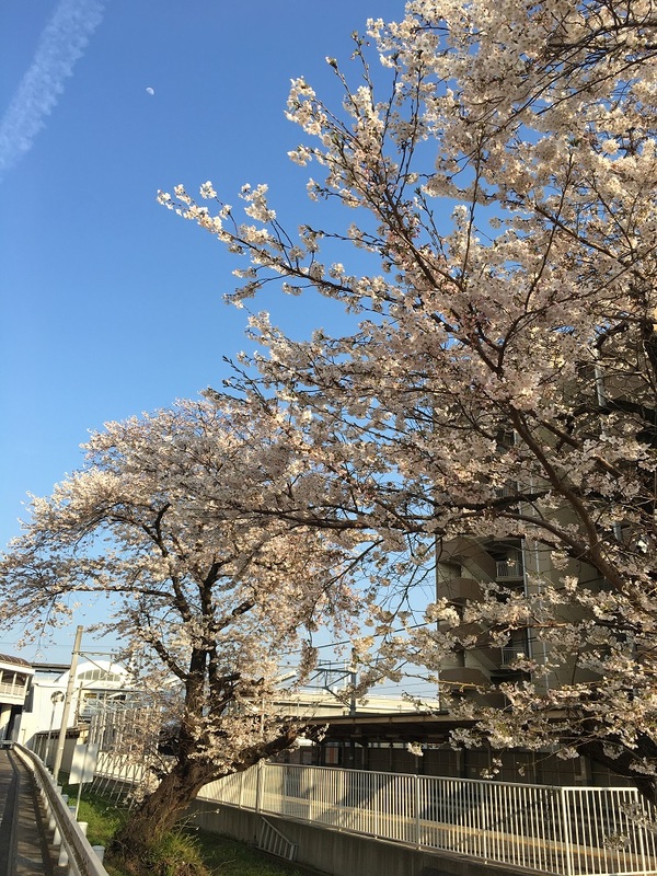 桜②