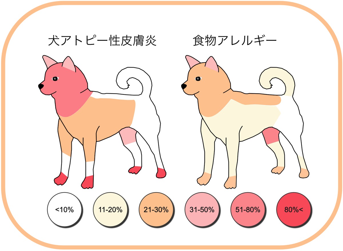 犬アトピー性皮膚炎 新瀬戸駅徒歩１分 ベッツアニマルクリニック瀬戸 動物病院