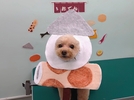 ミントちゃんの画像