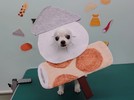 Lちゃんの画像