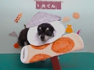 ロトくんの画像