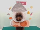 みかんちゃんの画像