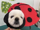 ロペくんの画像