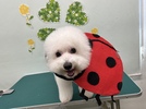 ハッピーちゃんの画像