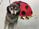 梅子ちゃんの画像