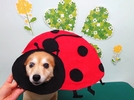 空ちゃんの画像