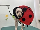 ヨウコちゃんの画像