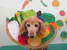 あんずちゃんの画像