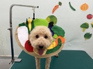 おもちくんの画像