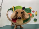 らんちゃんの画像