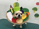 ひめちゃんの画像