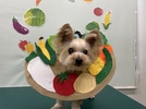 めめちゃんの画像