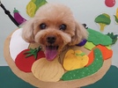 明菜ちゃんの画像