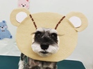 シェリーくんの画像