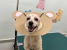 ちゃちゃくんの画像
