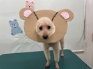 あさひくんの画像