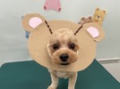 レオくんの画像