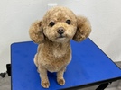 メルちゃんの画像