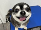 チャタくんの画像
