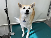 ネネちゃん