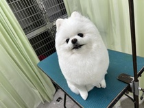 百恵ちゃん