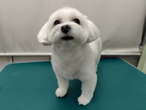 咲楽ちゃん