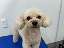 みかんくん