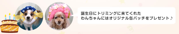 誕生月にトリミングに来てくれたわんちゃんにはエクステの無料サービス