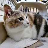 ネコちゃん待合イメージ